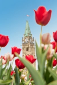 tulipOttawa