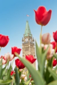 tulipOttawa